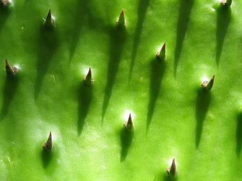 Cactus Closeup, sharp, points, green, cactus HD wallpaper