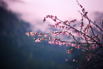 Flowers graphy , flowers, graphy HD wallpaper
