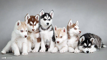Baby Animal, Spring , Lovely baby animals, backgrounds HD wallpaper