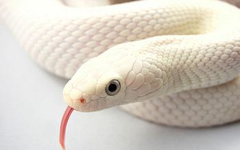 Texas rat snake, Snakes HD wallpaper