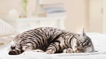 Animals, Cat, To Lie Down, Lie, Striped, Fat, Thick HD wallpaper