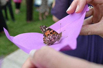 Delicate and fragile, butterflies, purple, delicate, life, animals, love, fregile, orange HD wallpaper