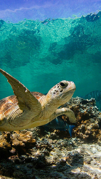 Swim with sea turtle, Sea animals, Sea turtle HD phone wallpaper