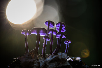 Mushrooms Purple Glowing , mushroom, nature, graphy HD wallpaper