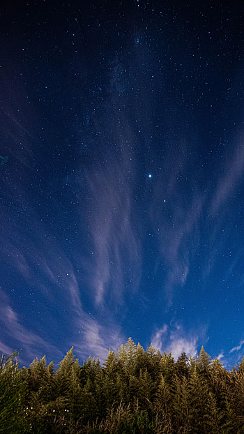 Nature, Trees, Stars, Night, Starry Sky, Spruce, Fir HD phone wallpaper