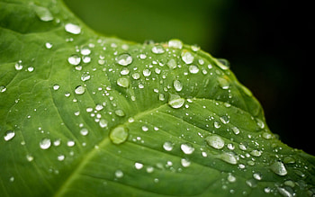 Drops, Plant, Macro, Sheet, Leaf HD wallpaper