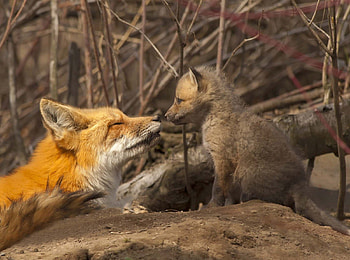 fox and her cub, wild, fox, cubs, forest HD wallpaper