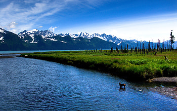 Nature, Lake, Forest, Dog, Island, Islet, Burnt HD wallpaper