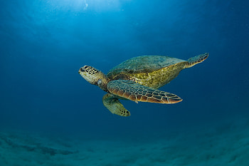 Sea turtle enchantment, Animal , HQ , Nature's tranquility HD wallpaper