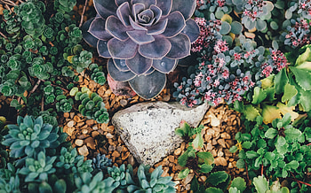 Flowers, Plant, Succulents HD wallpaper