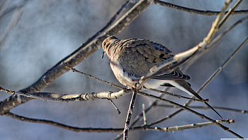 ring dove, branch, bird, ring, dove HD wallpaper