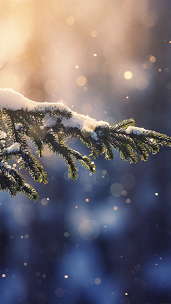 Snowing tree, Blue Christmas backdrop, Winter's magic, Nature's winter wonder HD phone wallpaper