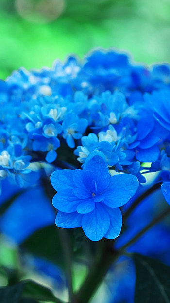 Blue Flowers, Blue, Floral Background HD phone wallpaper