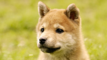 Cute shiba-inu puppy, animal, dog, puppy, pet, shiba inu HD wallpaper