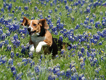 run Forest run, cute, canine, speedy, adorable HD wallpaper