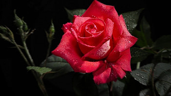 Pink Rose, leaves, buds, blossom, petals HD wallpaper