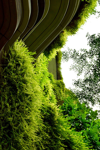 Plants, Bush, Building, Miscellanea, Miscellaneous, Fern HD phone wallpaper