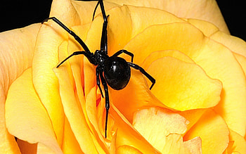 Flower, Macro, Petals, Spider, Climb HD wallpaper