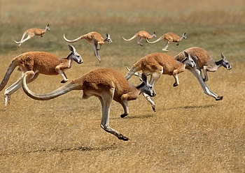 Jumping, Kangaroos HD wallpaper