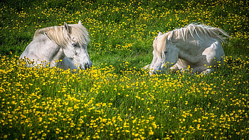Icelandic horses resting in a field of wildflowers, summer, blossoms, nature, meadow, flowers HD wallpaper