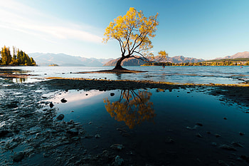 Autumn Tree , trees, autumn, nature HD wallpaper