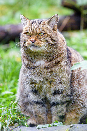 Animals, Cat, Brown, Sight, Opinion, Animal, Wildcat, Wild Cat HD phone wallpaper