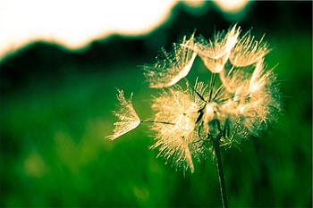 : tree, nature, grass, branch, blossom, light, white, meadow, dandelion, sunlight, leaf, flower, summer, sparkler, green, natural, yellow, ... HD wallpaper