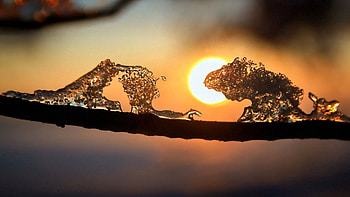 Snow, Macro, Shine, Light, Branch, Evening HD wallpaper