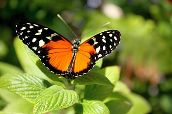 Orange_and_Black_Butterfly, beautiful, butterfly, orange-and-black HD wallpaper