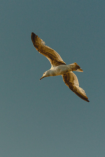 Animals, Sky, Bird, Flight, Gull, Seagull, Wings HD phone wallpaper
