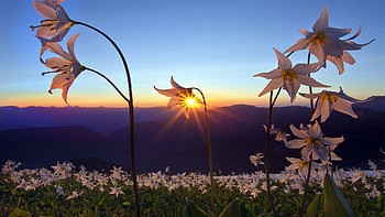 Plants, Landscape, Flowers, Sunset HD wallpaper