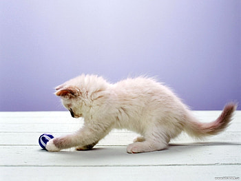 Animals, Cats HD wallpaper