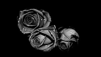 Plants, Flowers, Roses HD wallpaper