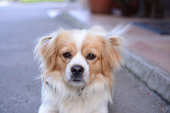 Animals, Dog, Muzzle, Spotted, Spotty, Nose HD wallpaper