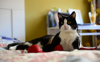 Animals, Cat, Playful, Bed HD wallpaper
