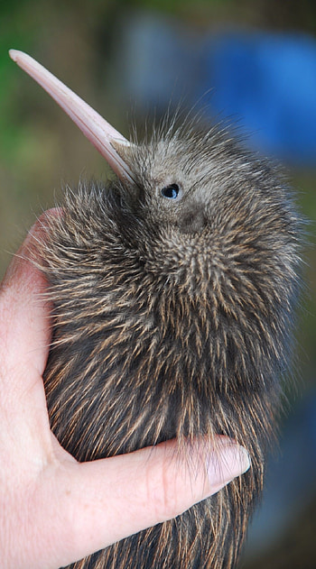Kakapo Kiwi, Tiere Vgel, Neuseeland, Ideen HD phone wallpaper