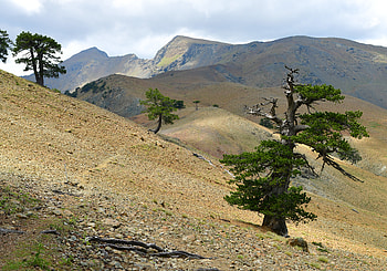 Nature, Wood, Tree, Branches, Hills, Slope HD wallpaper