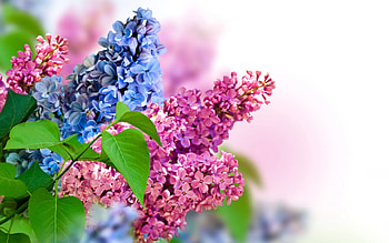 Lilacs, blue, pink, leaves, floral, flowers, Spring HD wallpaper