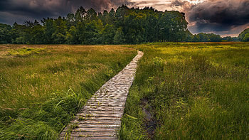 Path, grass, nature, plants HD wallpaper