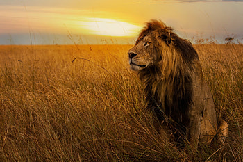 Big Lion, lion, animals HD wallpaper