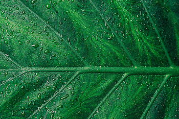 Droplets On Green Leaf Macro , leaf, macro, drops, water, macro HD wallpaper