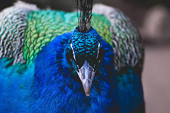 Animals, Bird, Beak, Color, Peacock, Plumage HD wallpaper