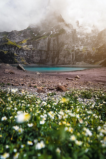 Nature, Flowers, Mountains, Rocks, Lake, Fog HD phone wallpaper