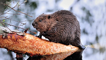 Beaver, Mythology and folklore HD wallpaper