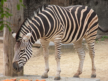 of zebra animals, Black equine beauty, High-resolution , Captivating zebra visuals HD wallpaper