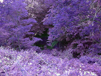 fantasy forest for Purple-Haze, purple, dreams, fantasy, forest HD wallpaper