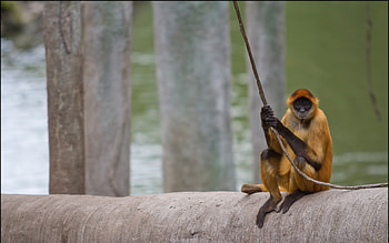 Spider Monkey, monkey, animals, spider, primates, zoo HD wallpaper