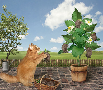 Strawberrymaker, animal, strawberry, situation, maker, cat, pisica, creative, green, funny HD wallpaper