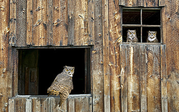 Animals, Owl, Bird, Wood, Wooden, Predator, Window, Barn, Shed HD wallpaper