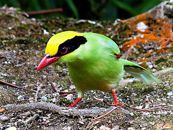 Beautiful Bird, cool, beautiful, bird HD wallpaper